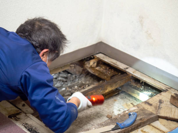 Best Emergency Mold Removal  in Anderson, MO