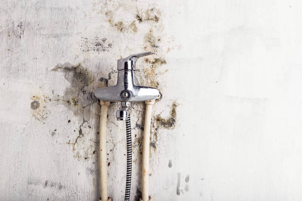 Best Best Mold Removal Companies  in Anderson, MO