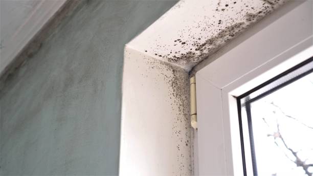 Best Residential Mold Removal  in Anderson, MO