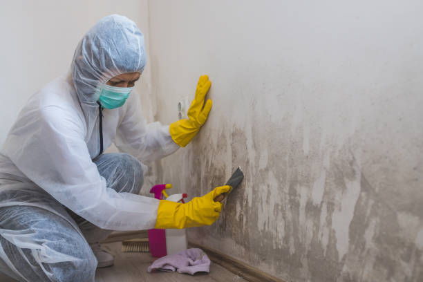 Best Home Mold Removal  in Anderson, MO