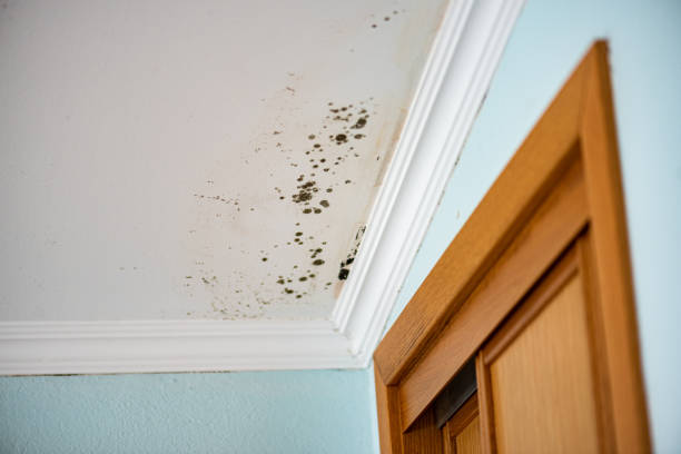 Best Mold Cleaning Services  in Anderson, MO