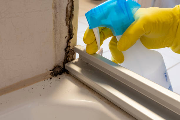 Best Mold Removal Company Near Me  in Anderson, MO