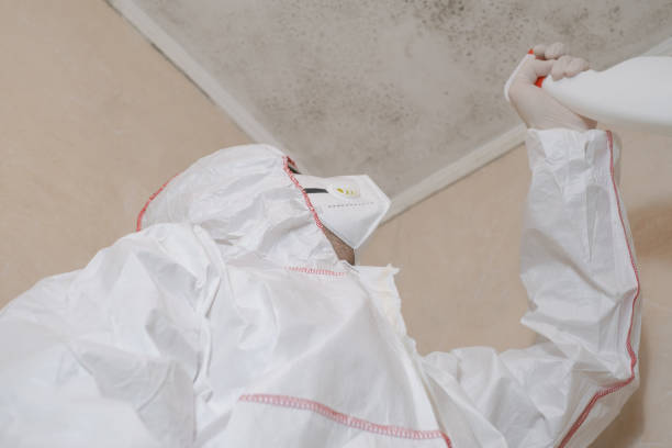 Office Mold Removal Services in Anderson, MO