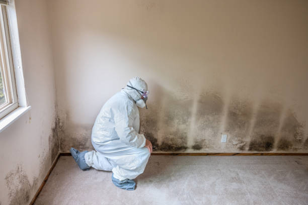 Best Toxic Mold Removal  in Anderson, MO