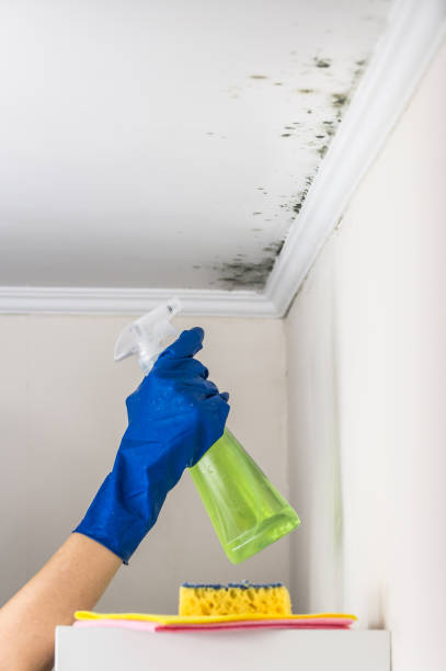 Best Mold Testing  in Anderson, MO